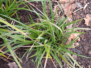 Slough Sedge Plot (Carex obnupta)