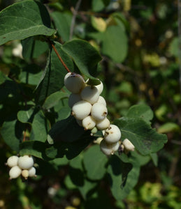 Common Snowberry Plot (Symphoricarpos albus)