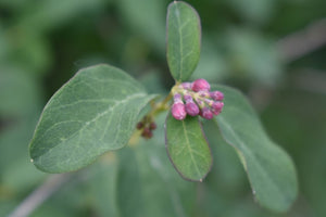 Common Snowberry Plot (Symphoricarpos albus)