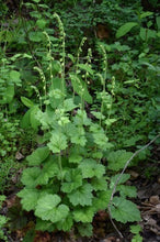 Load image into Gallery viewer, fringecup (Tellima grandiflora)
