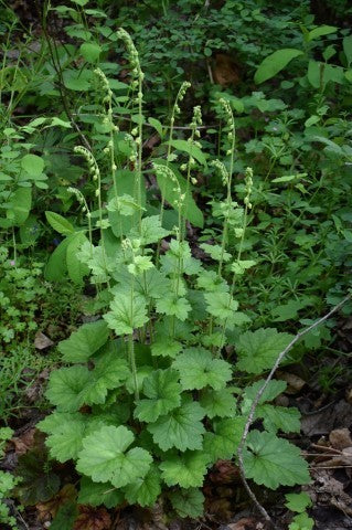 fringecup (Tellima grandiflora)