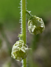 Load image into Gallery viewer, fringecup (Tellima grandiflora)
