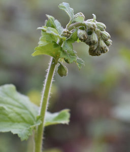 fringecup (Tellima grandiflora)