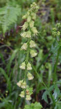 Load image into Gallery viewer, fringecup (Tellima grandiflora)
