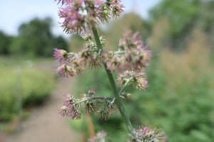 Tall Western Meadowrue Plot (Thalictrum polycarpum)