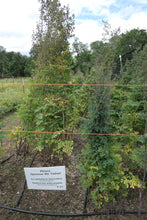 Load image into Gallery viewer, Tall Western Meadowrue Plot (Thalictrum polycarpum)

