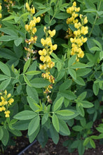 Load image into Gallery viewer, Slender False Lupine Plot (Thermopsis gracilis)
