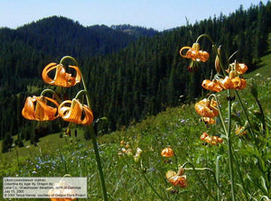 lily, tiger (Lilium columbianum)