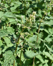 Load image into Gallery viewer, nettle, stinging (Urtica dioica)
