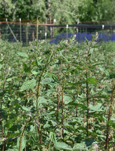 Load image into Gallery viewer, Stinging Nettle Plot (Urtica dioica)
