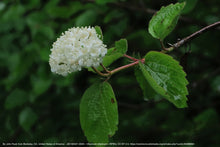 Load image into Gallery viewer, viburnum, Oregon (Viburnum ellipiticum)
