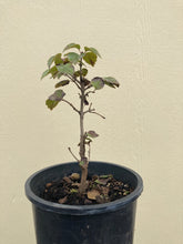 Load image into Gallery viewer, viburnum, Oregon (Viburnum ellipiticum)
