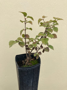 viburnum, Oregon (Viburnum ellipiticum)