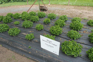 Woods Violet Plot (Viola glabella)