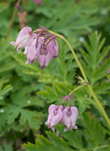 Load image into Gallery viewer, bleeding heart (Dicentra formosa)
