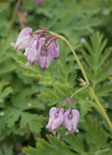 Load image into Gallery viewer, bleeding heart (Dicentra formosa)
