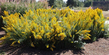 Load image into Gallery viewer, goldenrod, Rocky Mountain  (Solidago lepida)
