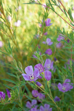 Load image into Gallery viewer, Purple Godetia Plot (Clarkia purpurea)
