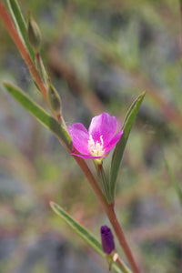 Purple Godetia Plot (Clarkia purpurea)