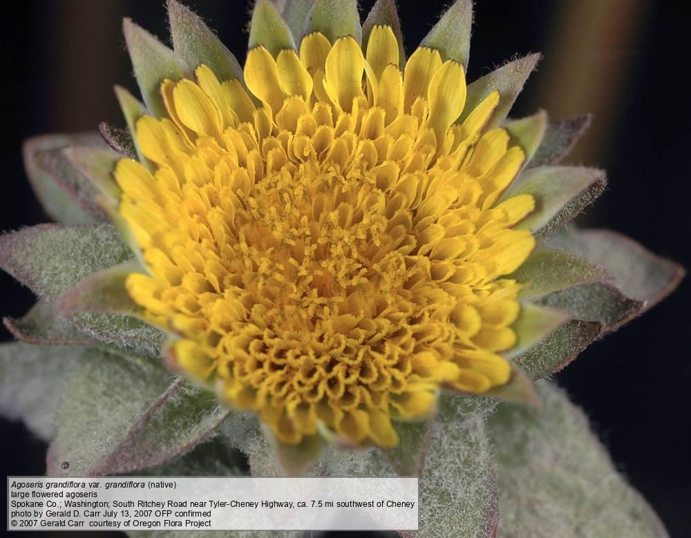 Agoseris grandiflora Large flowered agoseris