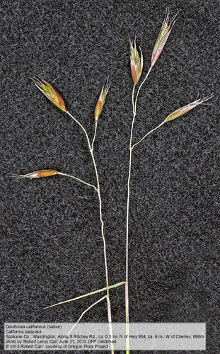 Danthonia californica California oatgrass