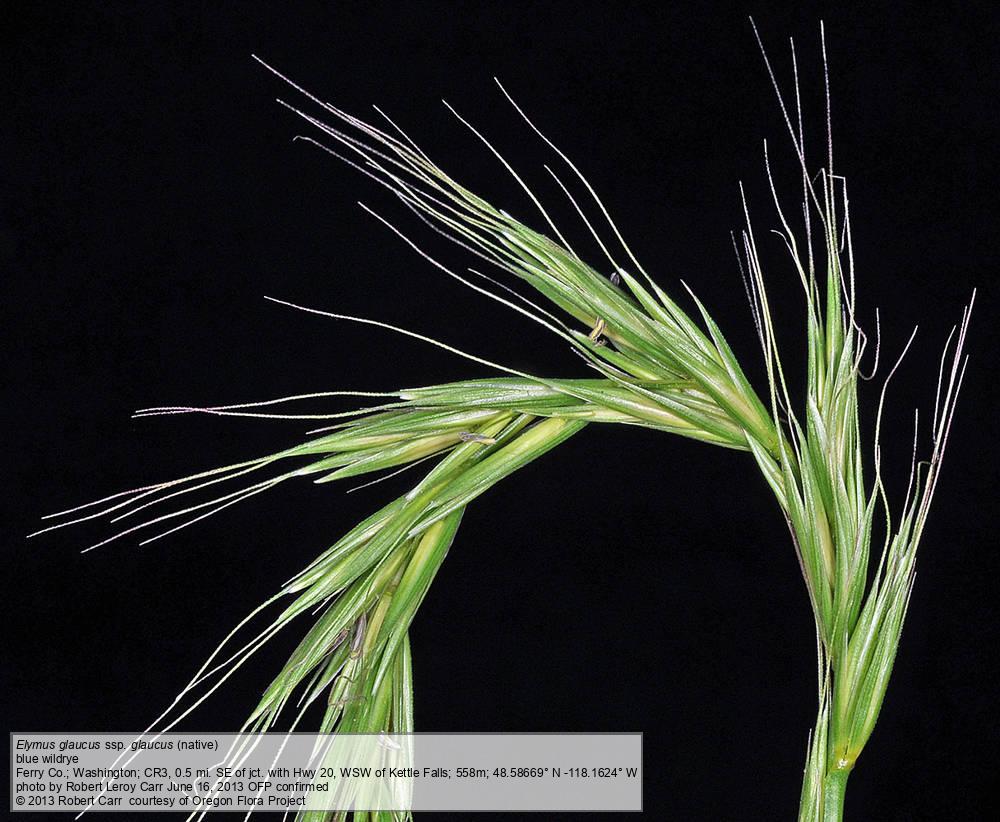 Elymus glaucus Blue wildrye