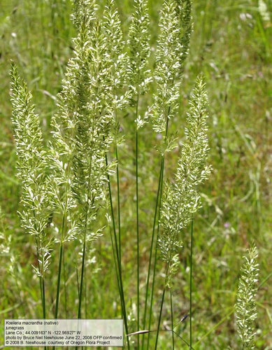 Koeleria macrantha Prairie junegrass