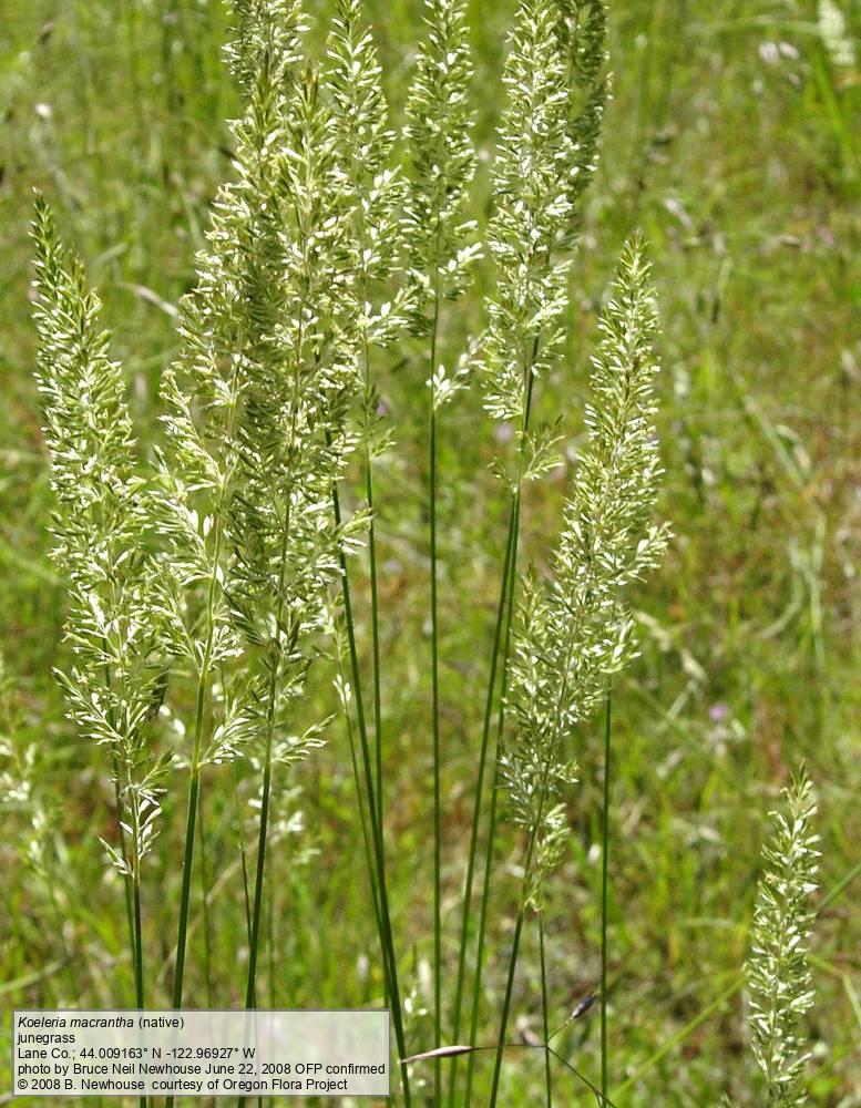 Koeleria macrantha Prairie junegrass