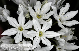 Triteleia hyacinthina White brodiaea