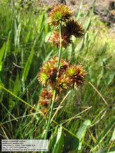 Load image into Gallery viewer, Juncus occidentalis Slender rush
