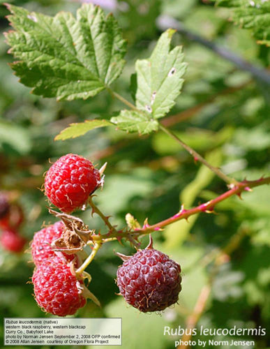 Rubus leucodermis Blackcap raspberry