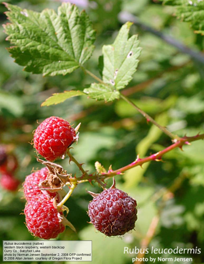 Rubus Leucodermis
