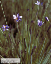 Load image into Gallery viewer, Sisyrinchium idahoense Idaho blue-eyed grass
