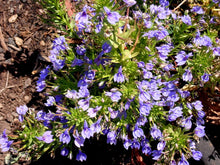 Load image into Gallery viewer, Showy Downingia Plot (Downingia elegans)
