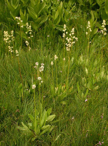 Micranthes oregana Oregon saxifrage